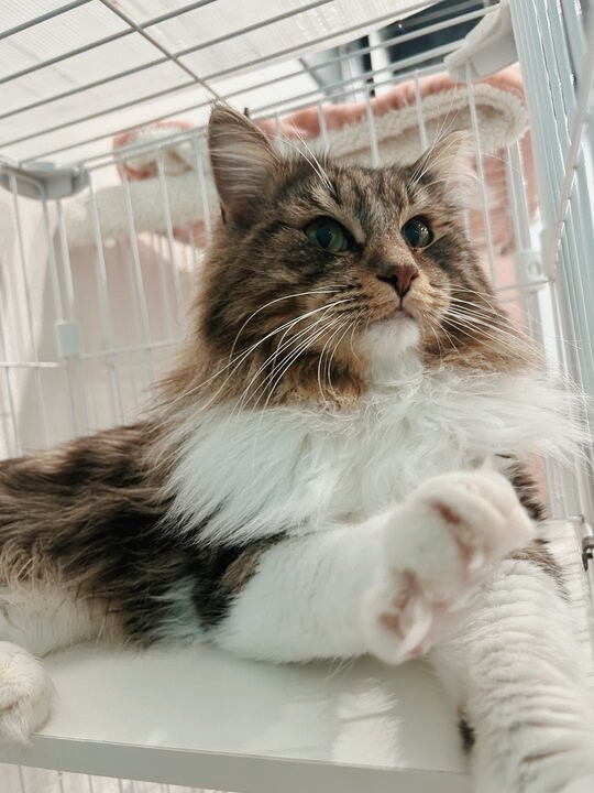 サファイアの画像3