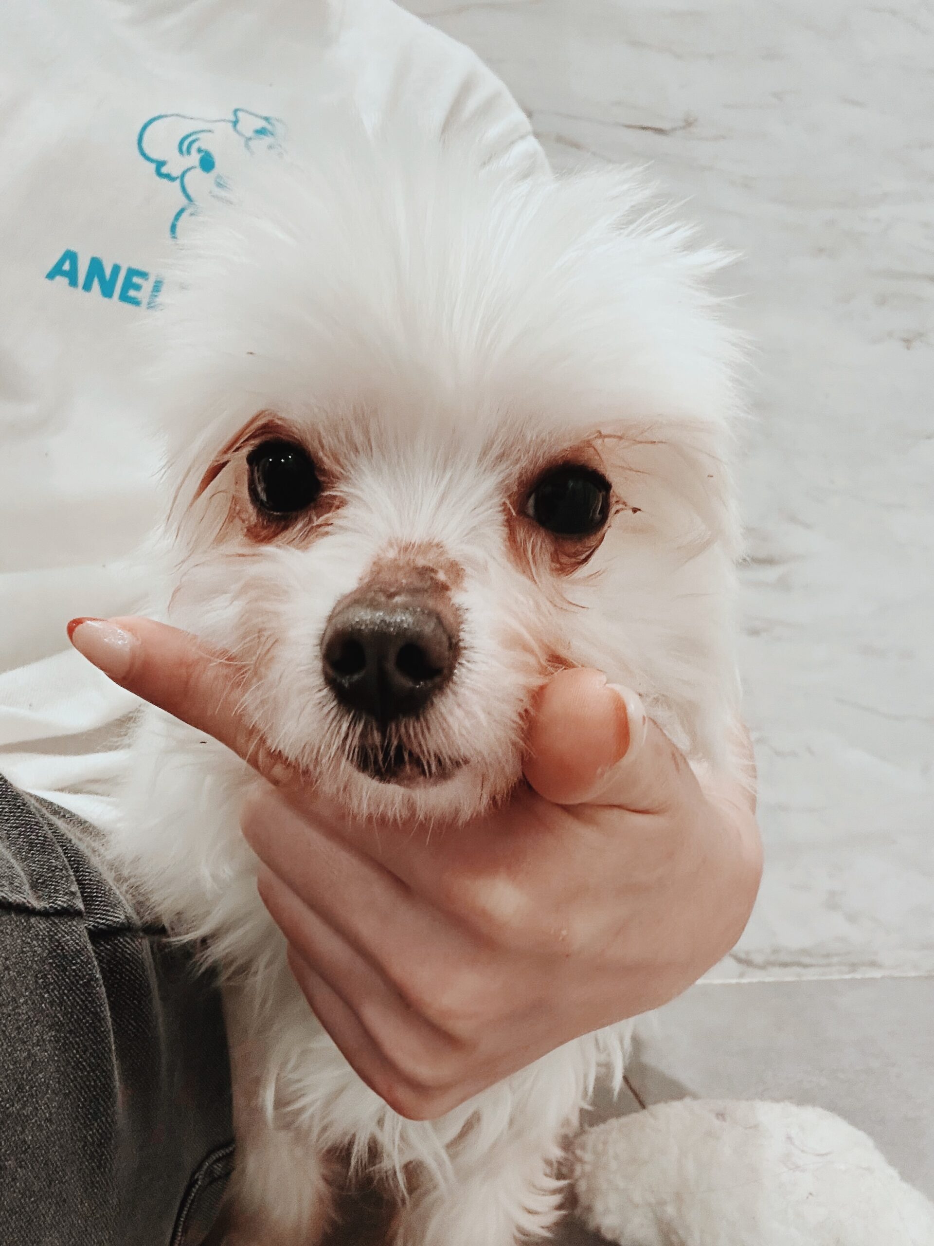 バージニアの画像3