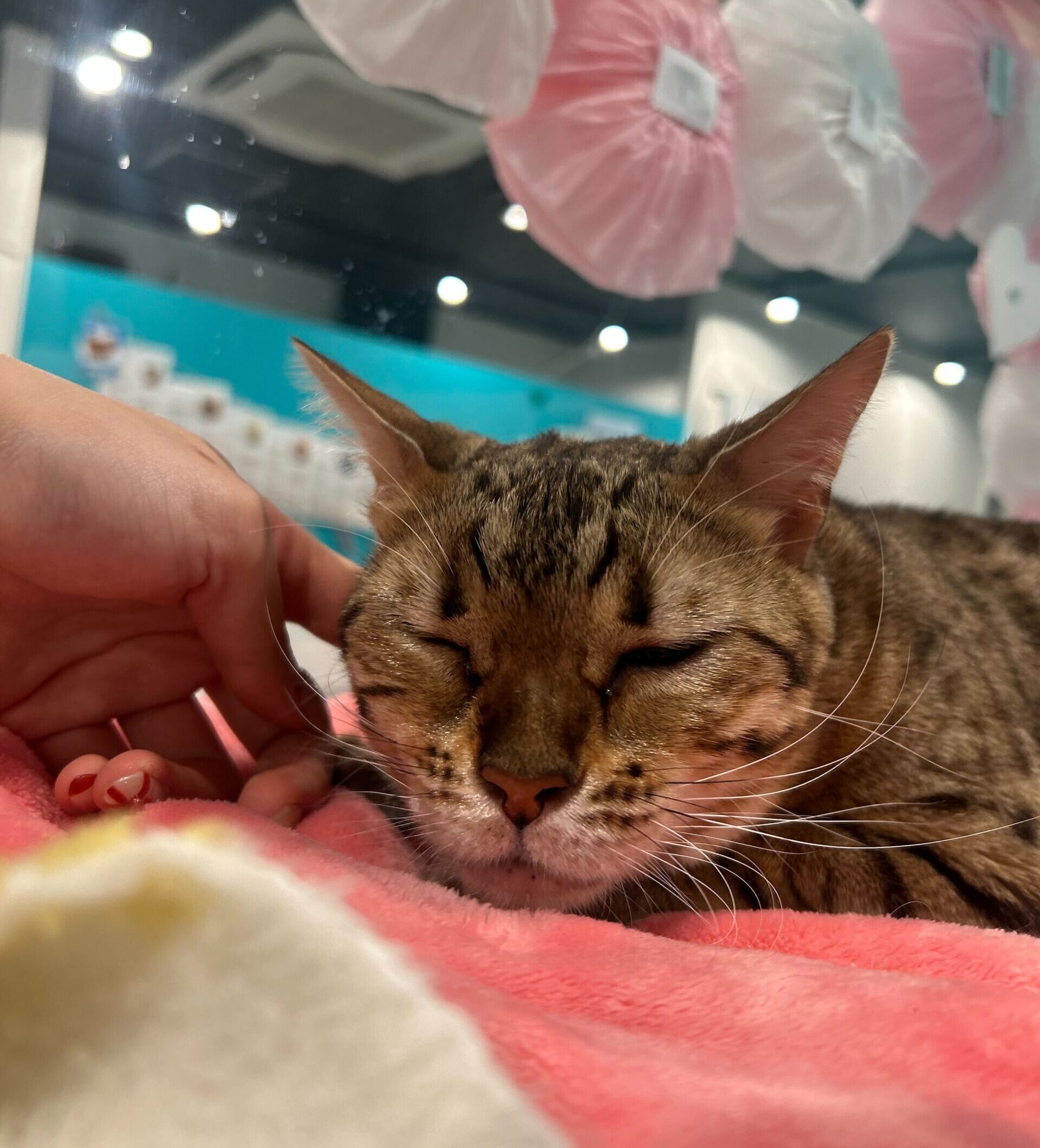 きくおうの画像3