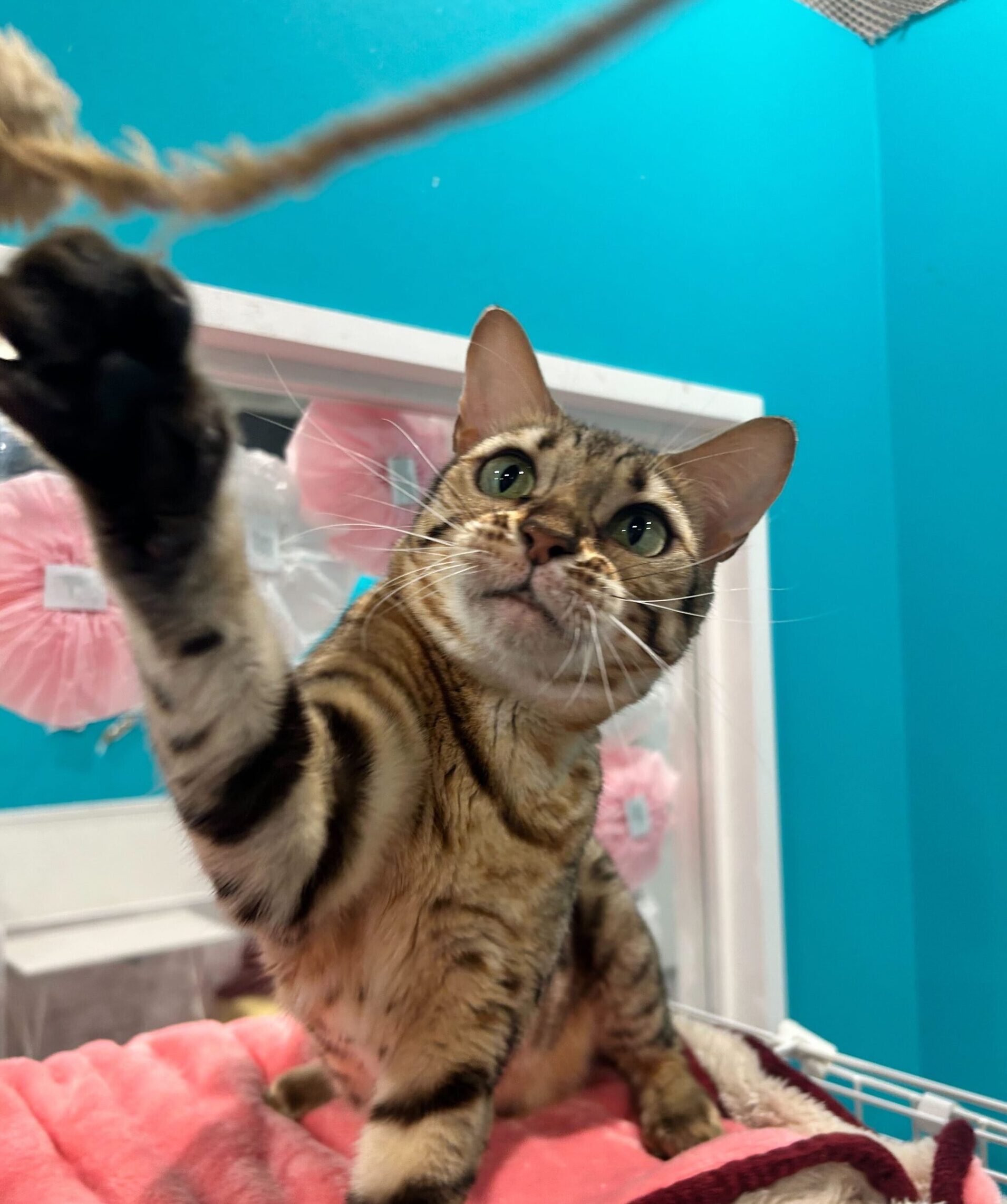 きくおうの画像1