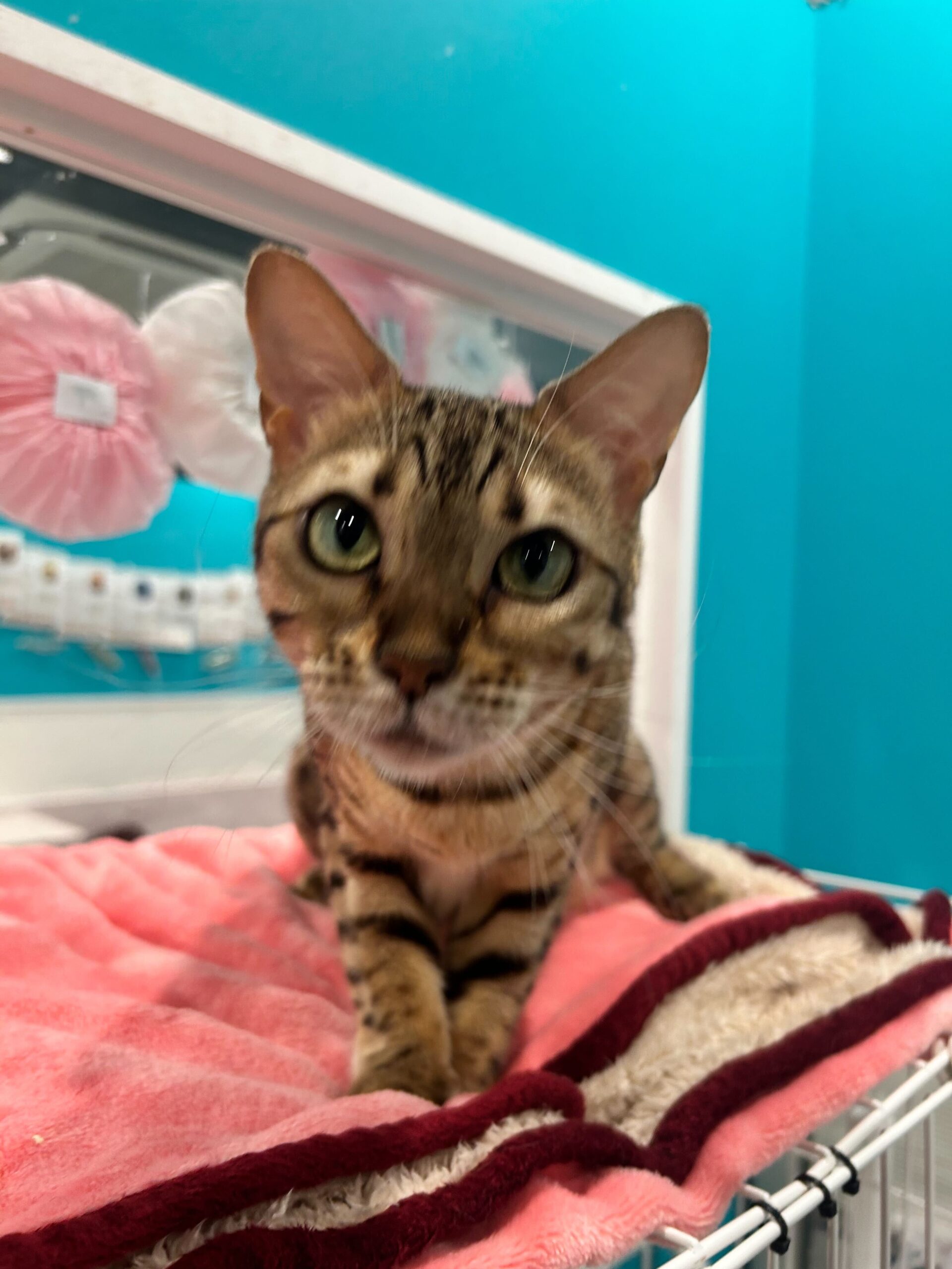 きくおうの画像2