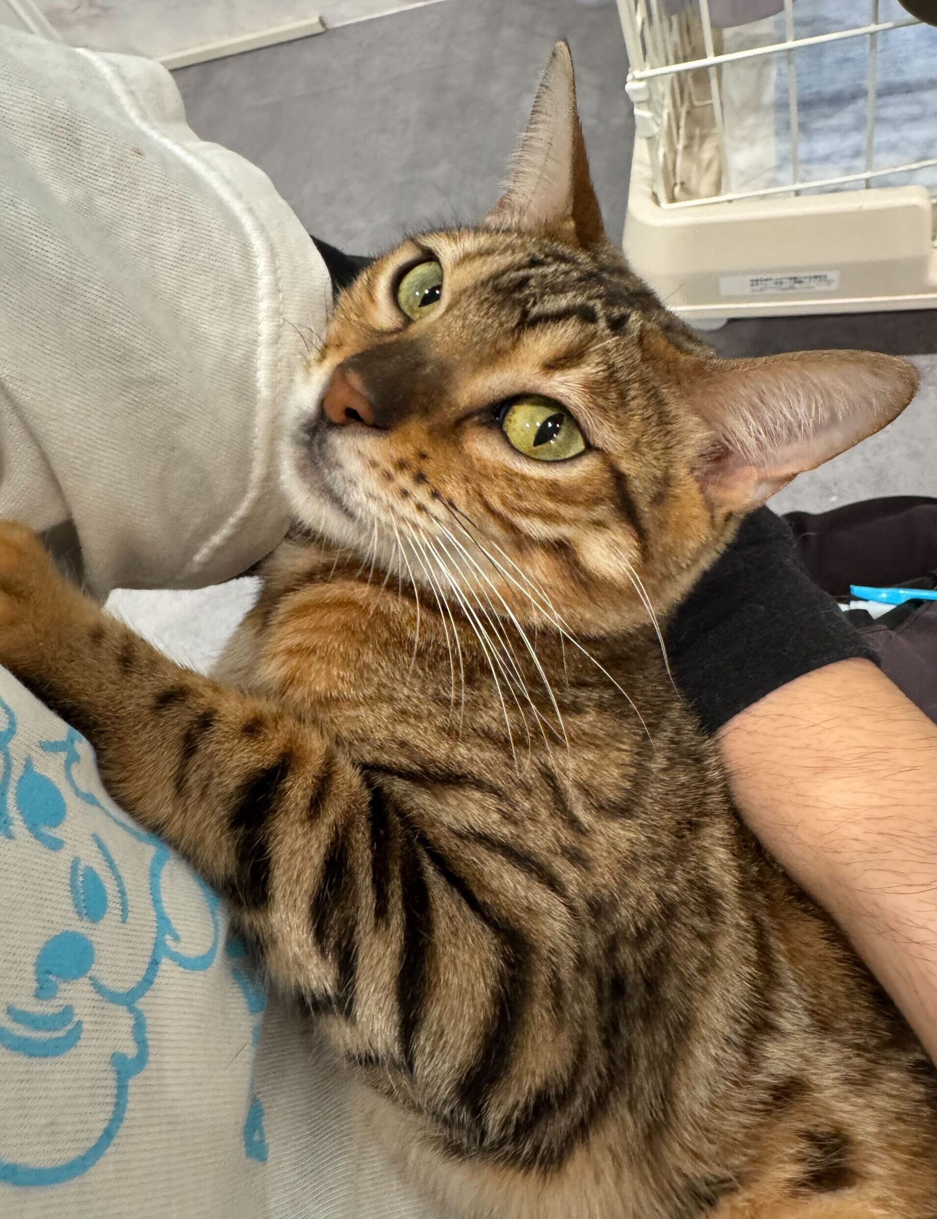 たいへいの画像1