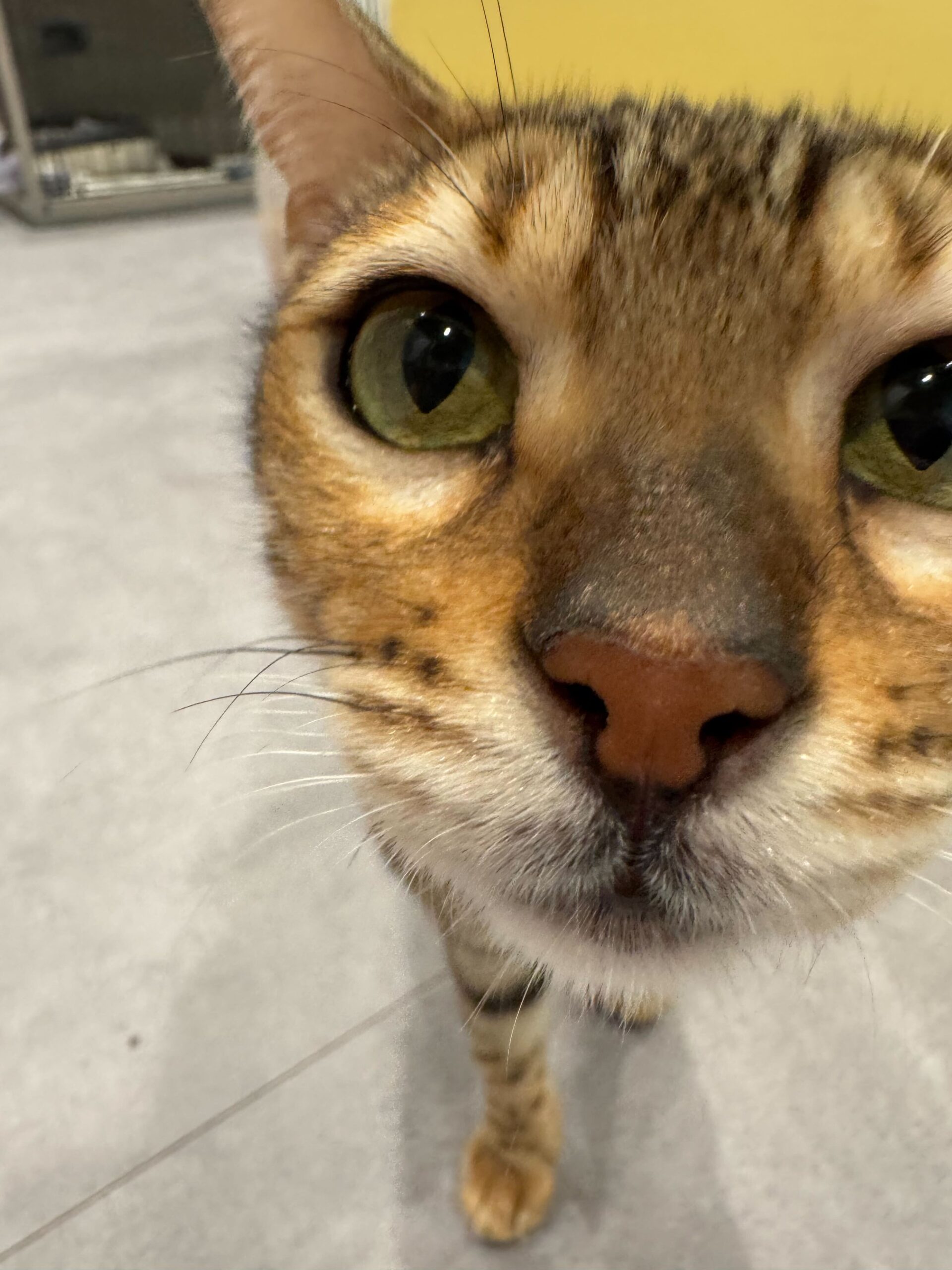 たいへいの画像2