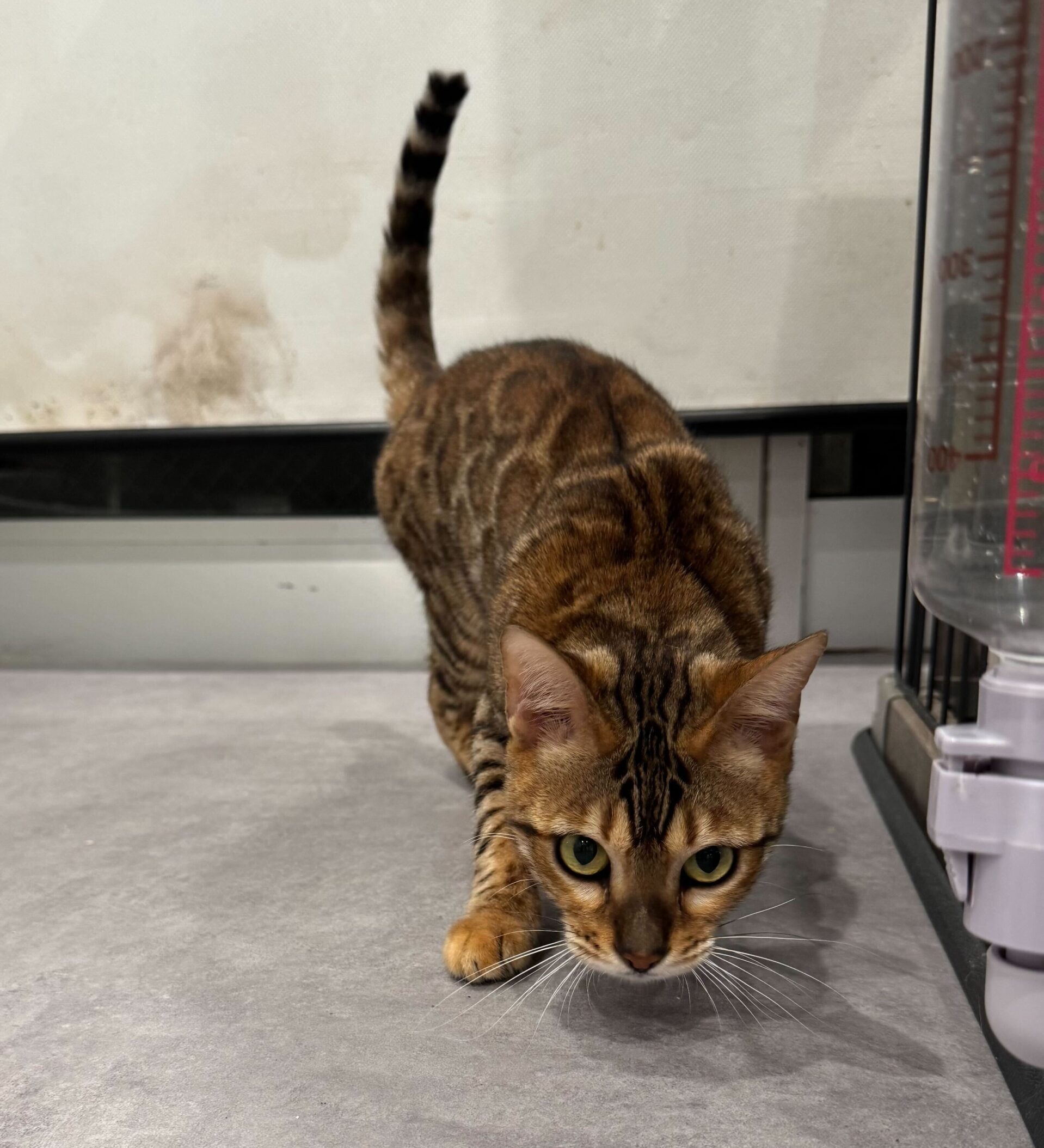 たいへいの画像3