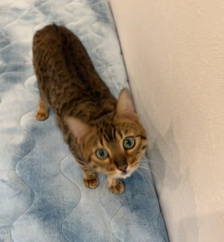 さんぺいの画像2