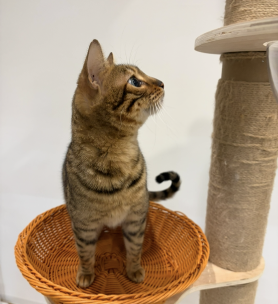 さんぺいの画像1