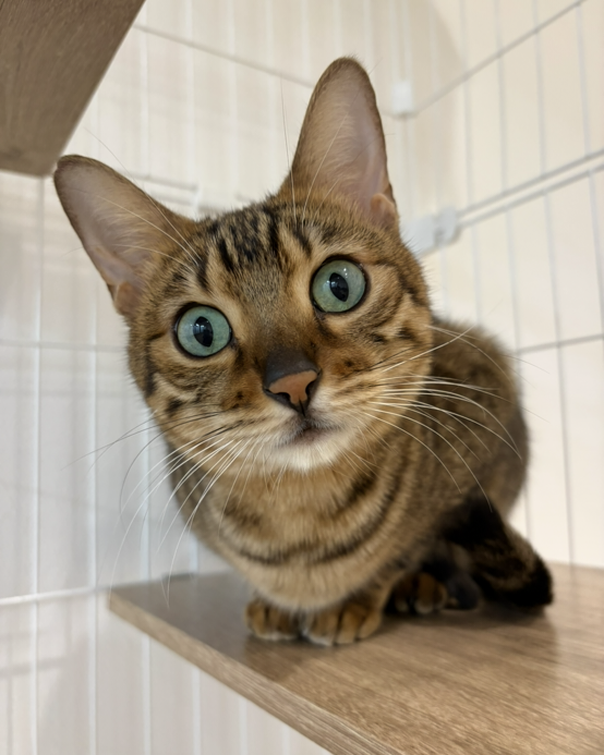 さんぺいの画像3