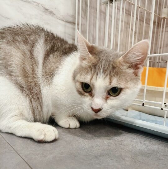 サンサンの画像2