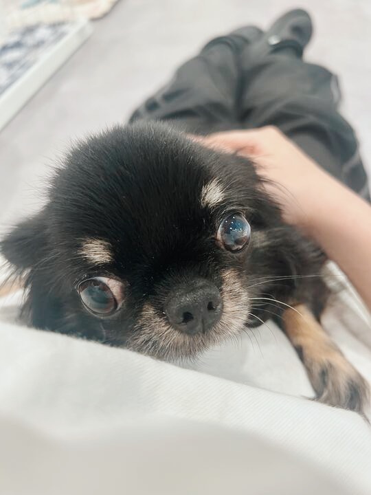 ききょうの画像1