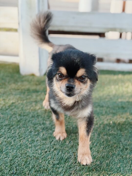 きたかみの画像1