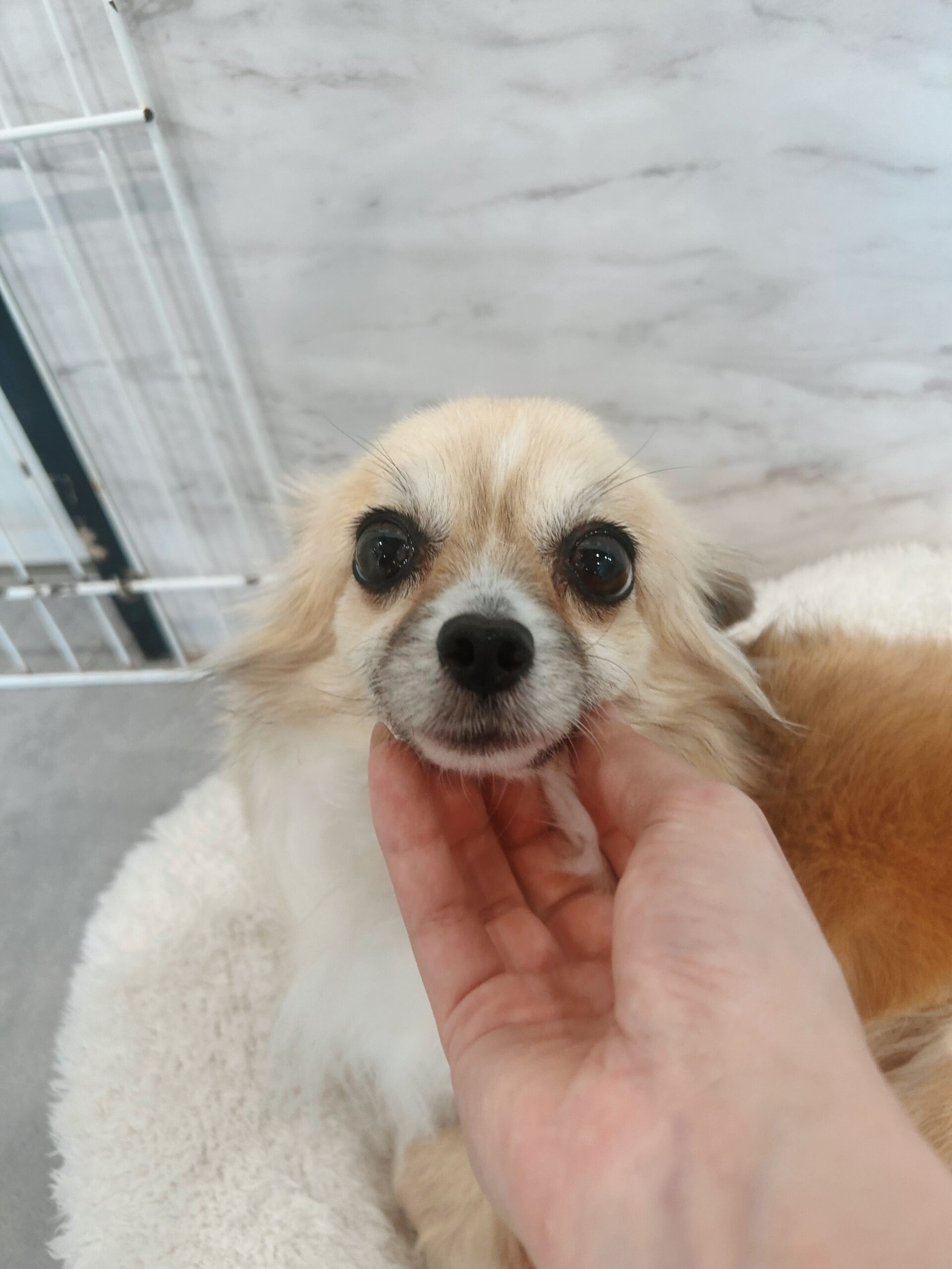 コルティナの画像3