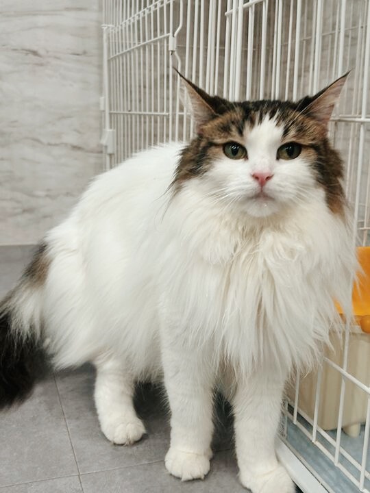 てんりゅうの画像3