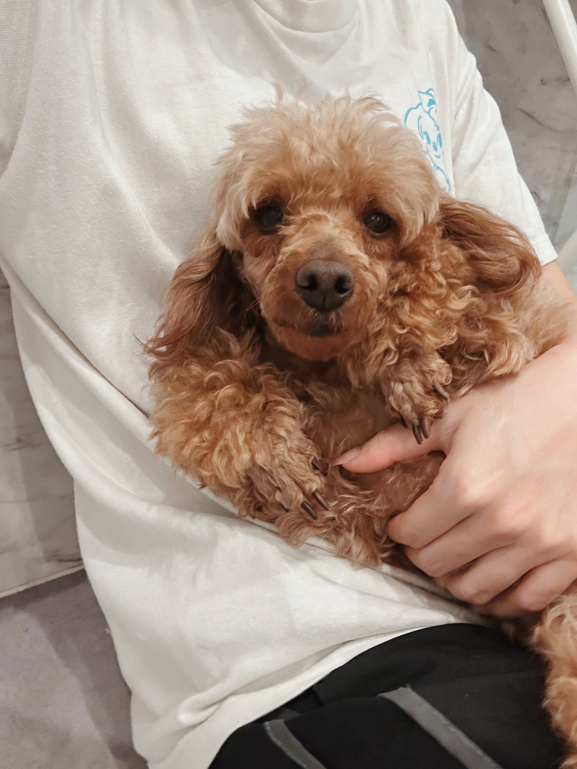 カカモラの画像2