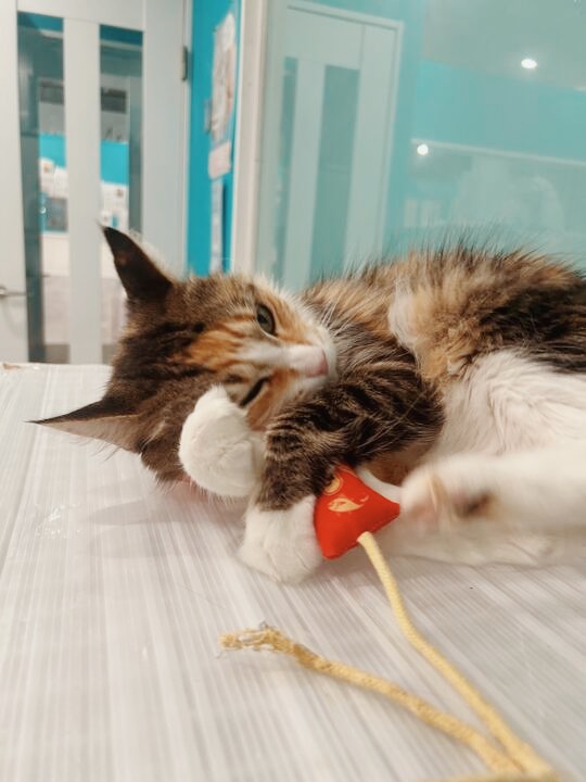 しまんとの画像2