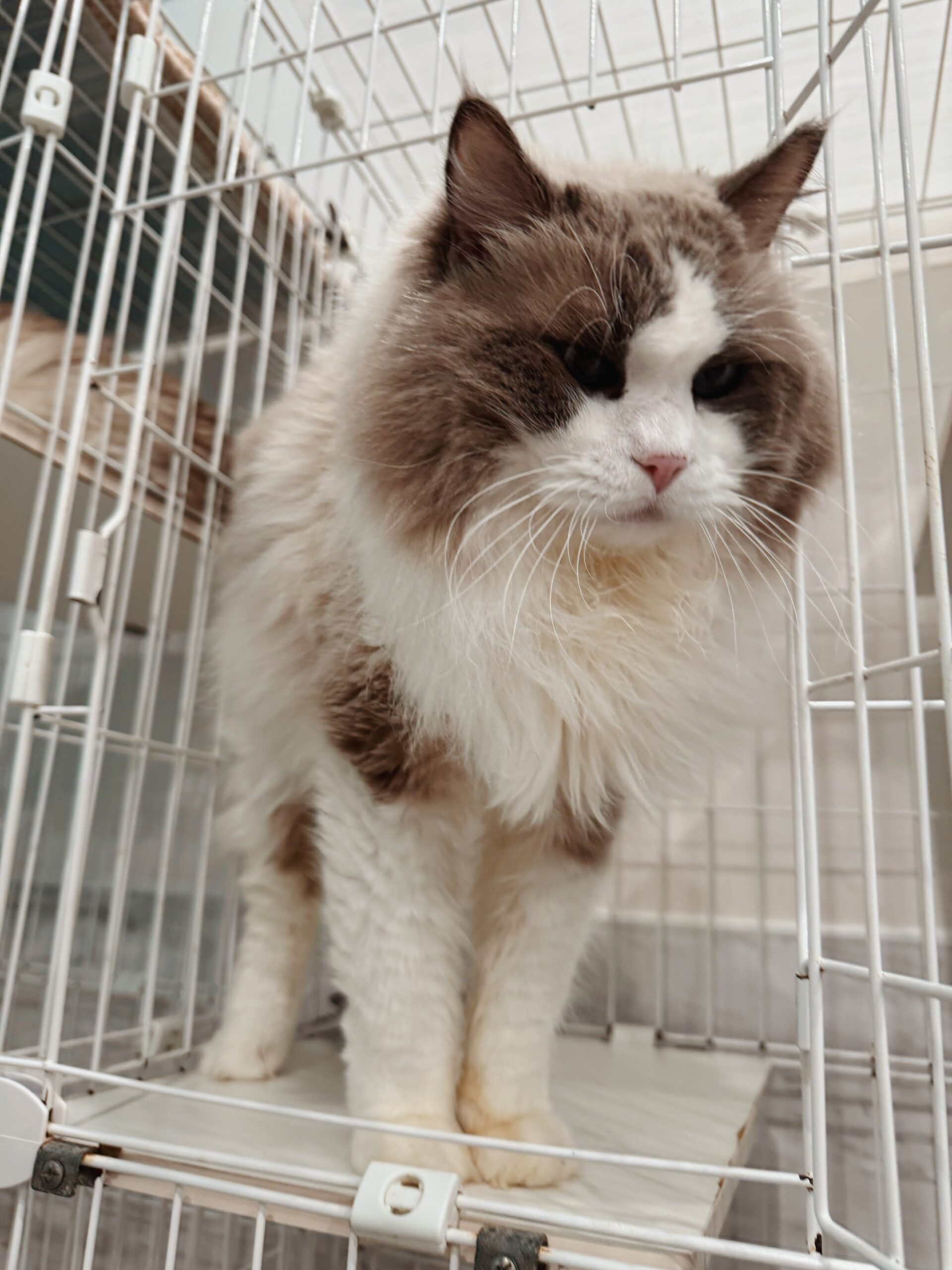 オリンピックの画像2