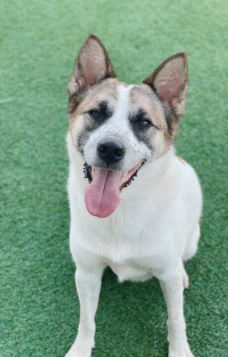 リーナベルの画像2