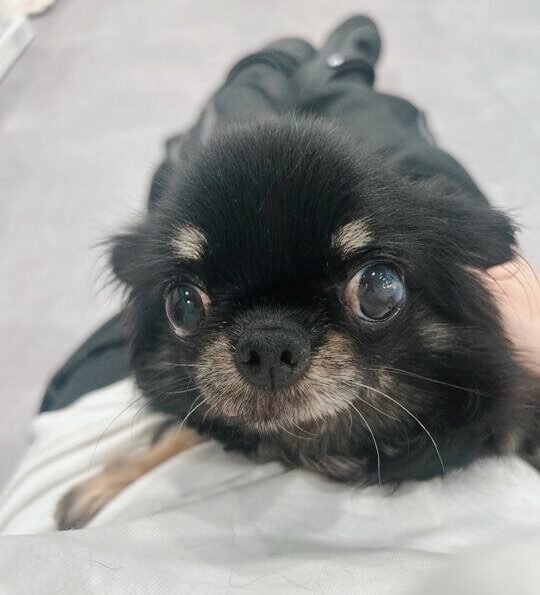 ききょうの画像3