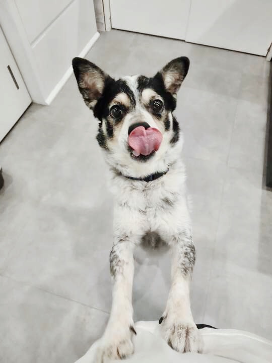 キッシュの画像1