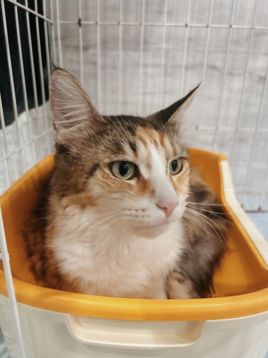 しまんとの画像3