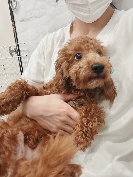 アルコバレーノの画像2