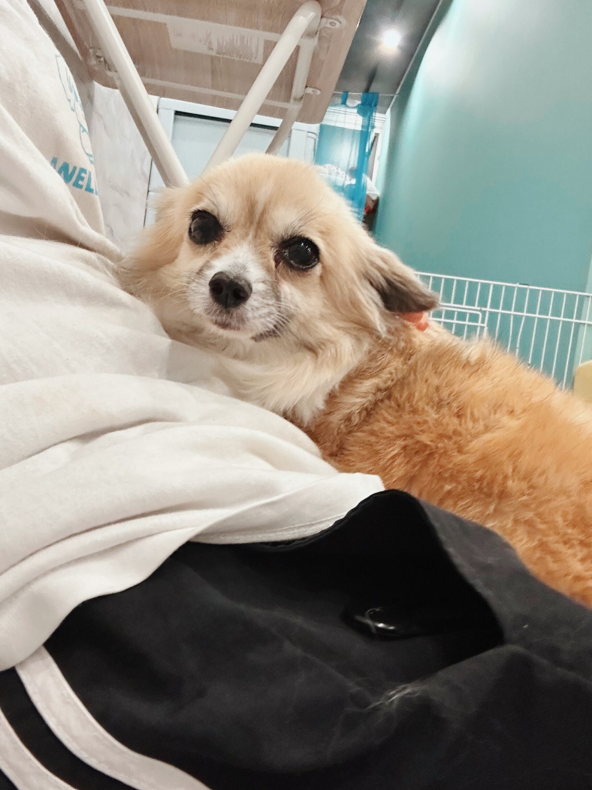 コルティナの画像2