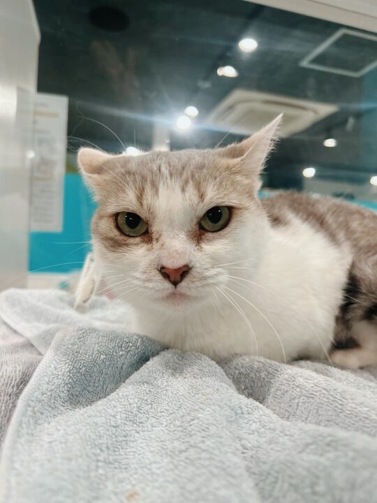 サンサンの画像1