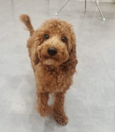 アルコバレーノの画像1