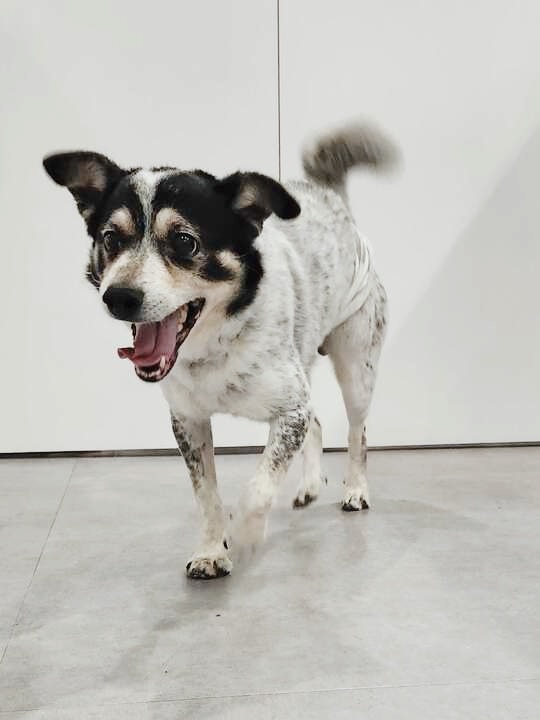 キッシュの画像3