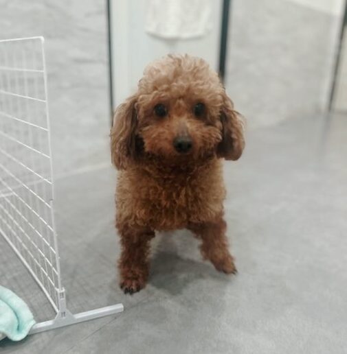 アプリリアの画像1