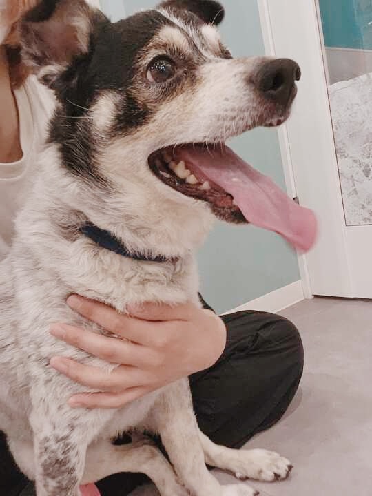 キッシュの画像2