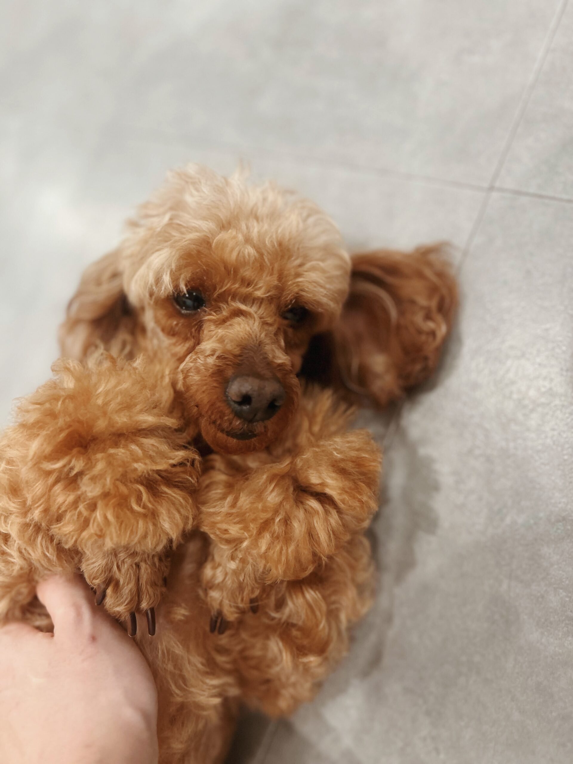 カカモラの画像3