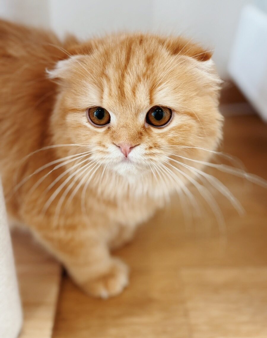 オージュアの画像3