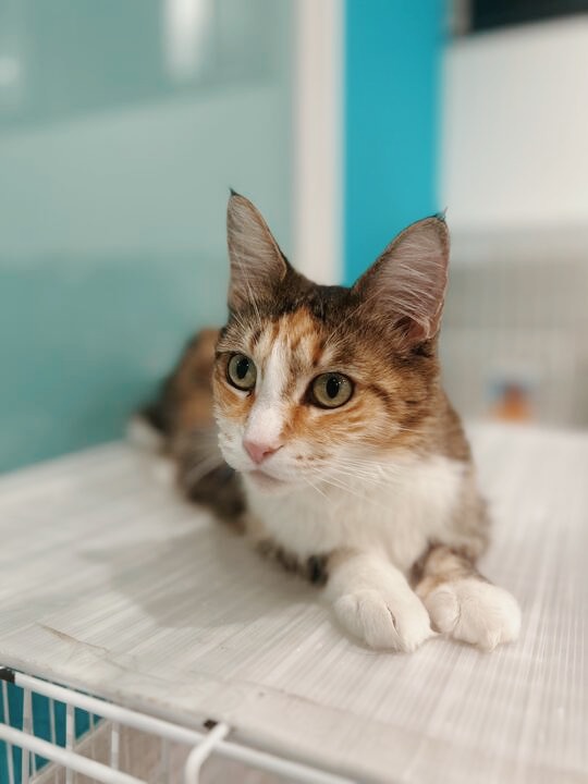 しまんとの画像1