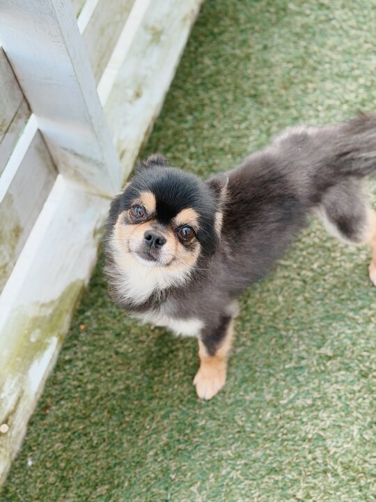 きたかみの画像2