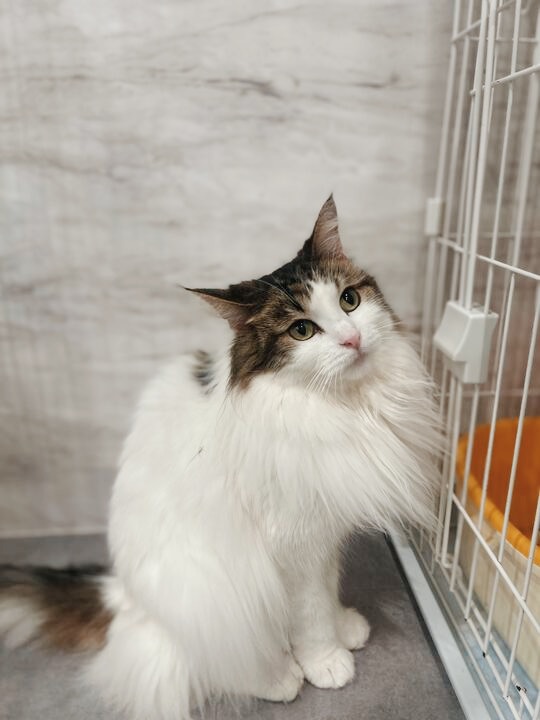 てんりゅうの画像1