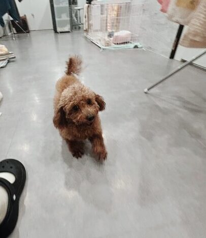 アプリリアの画像2