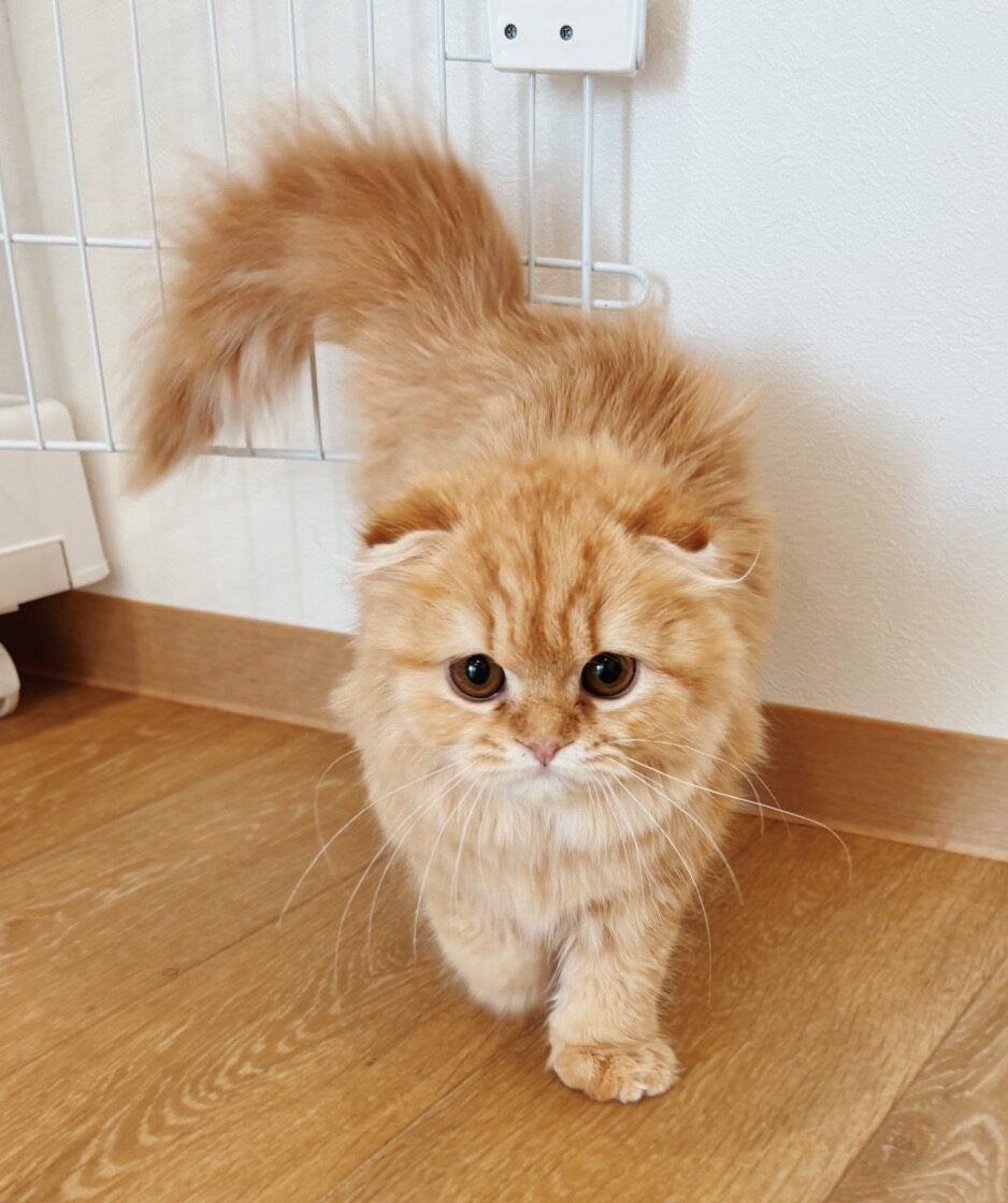 オージュアの画像2