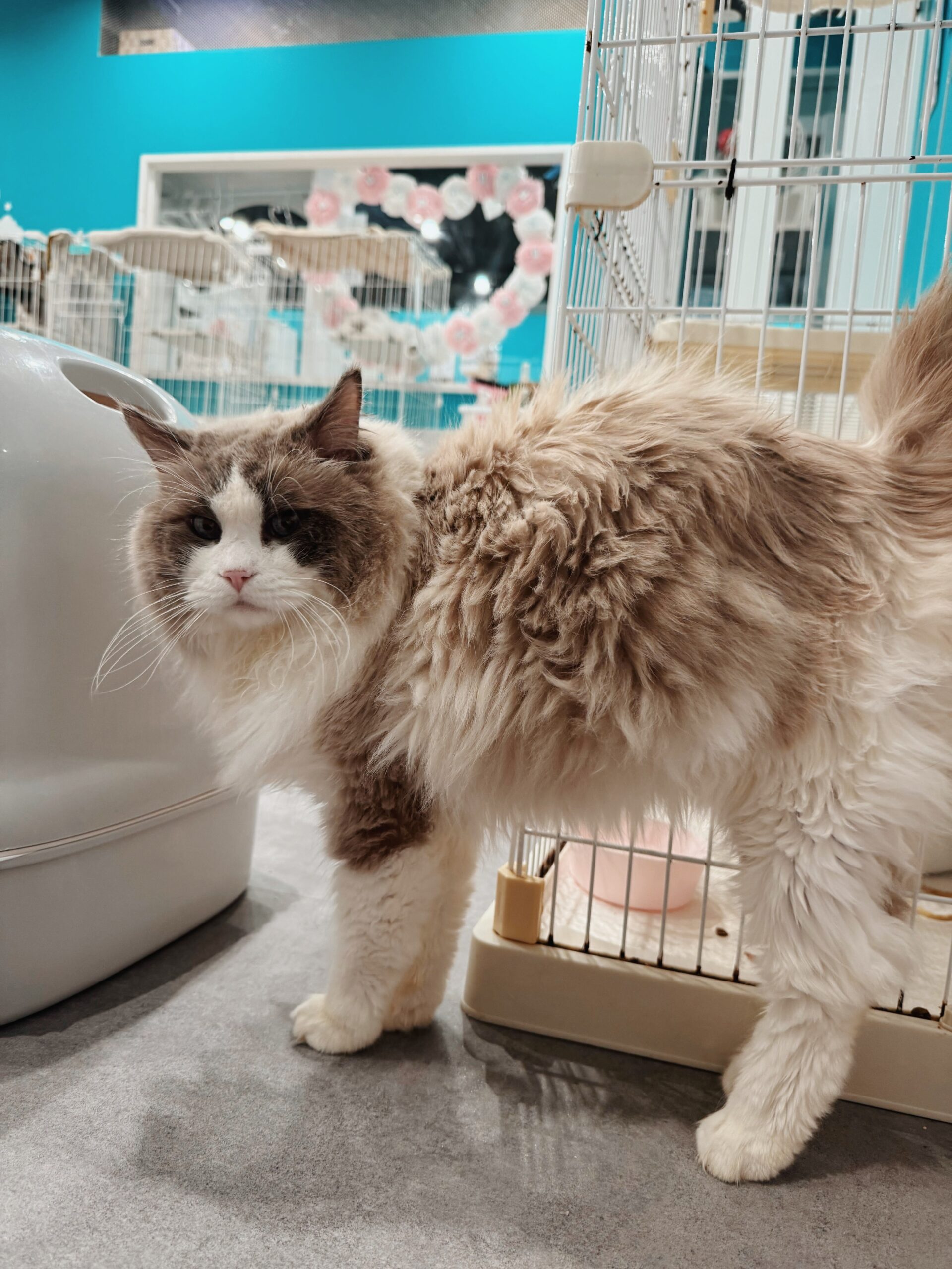 オリンピックの画像1