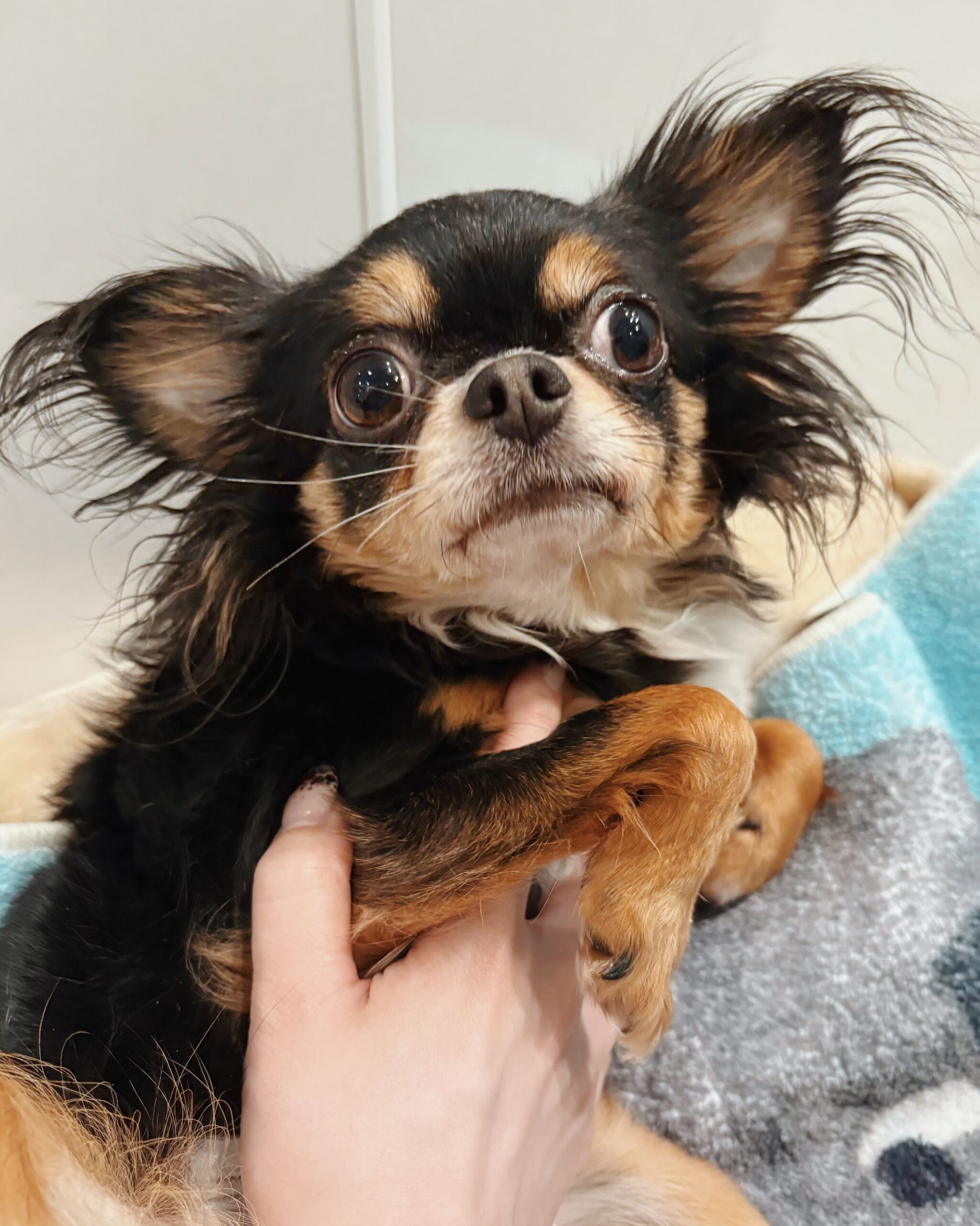 グラッパの画像2