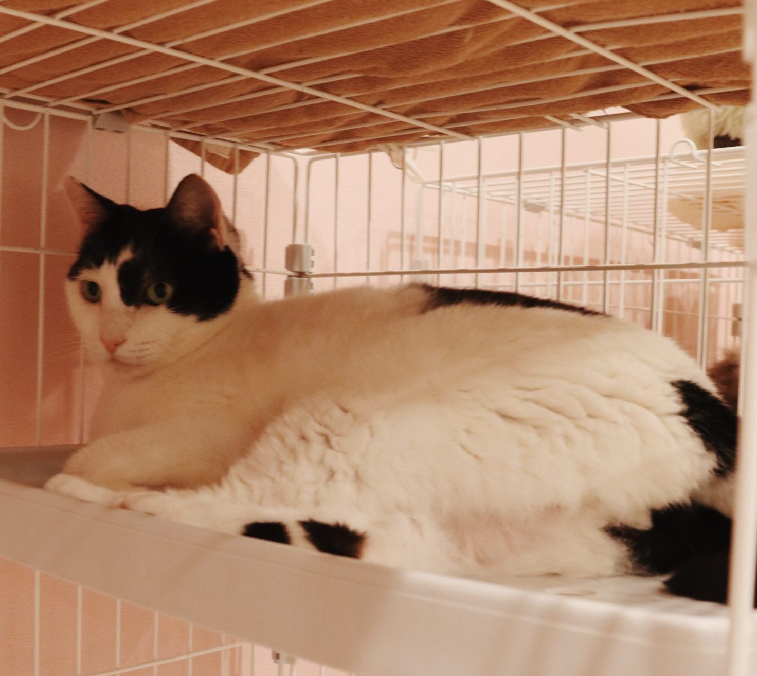 ボクりんの画像1