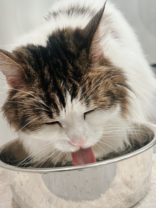 てんりゅうの画像2