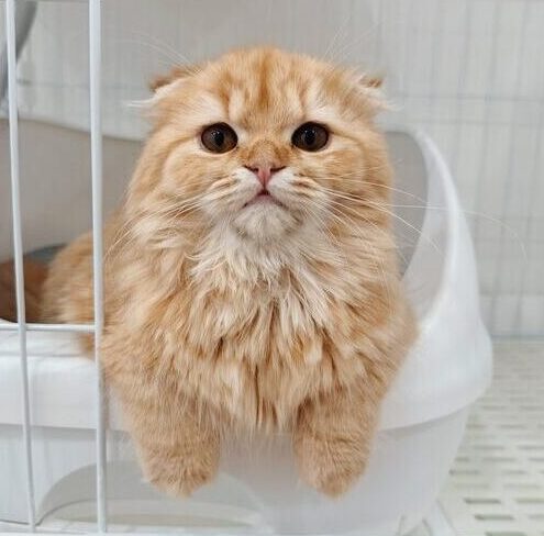 オージュアの画像1