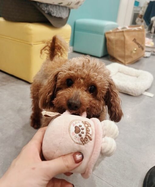 アプリリアの画像3