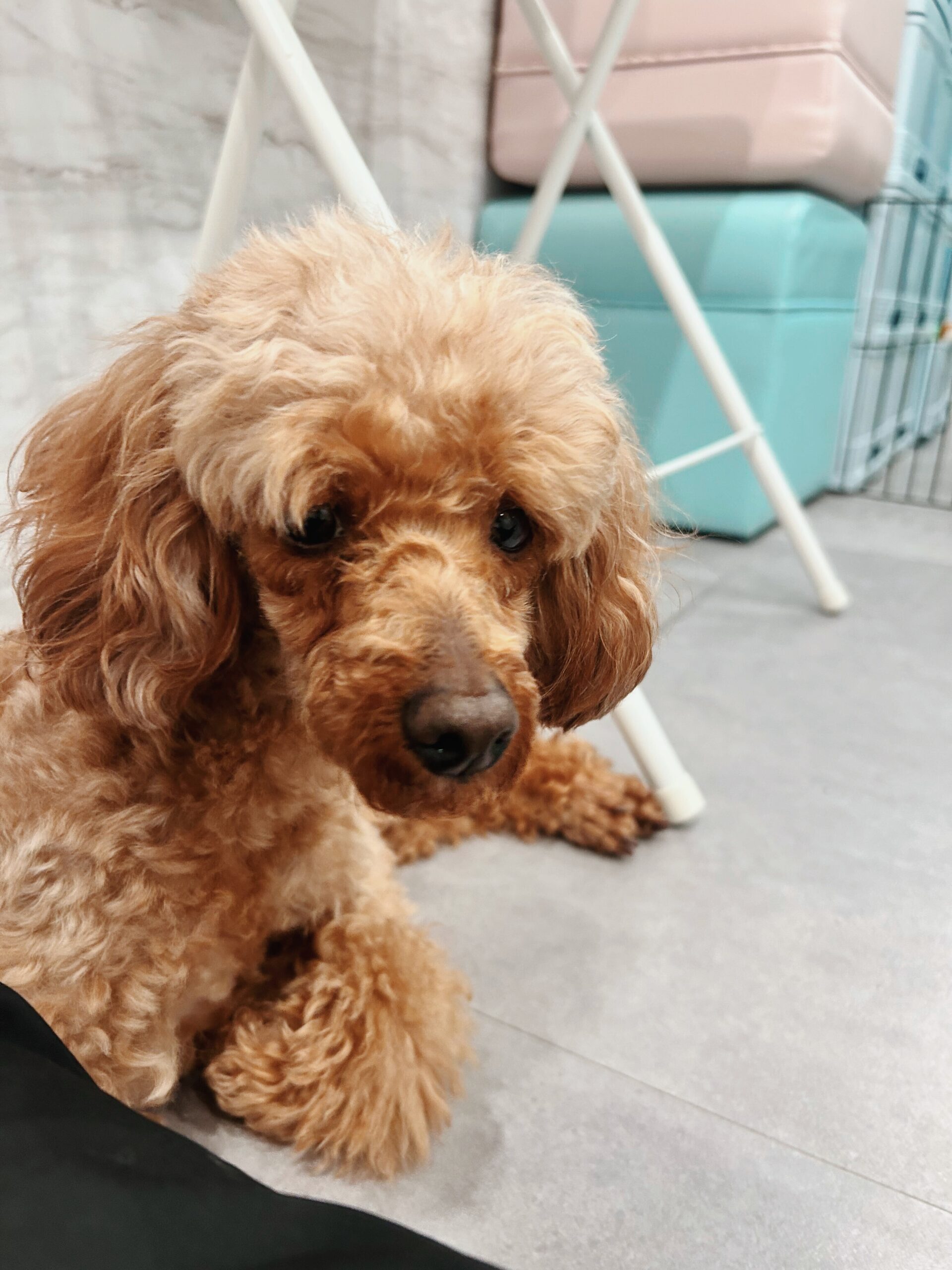 カカモラの画像1