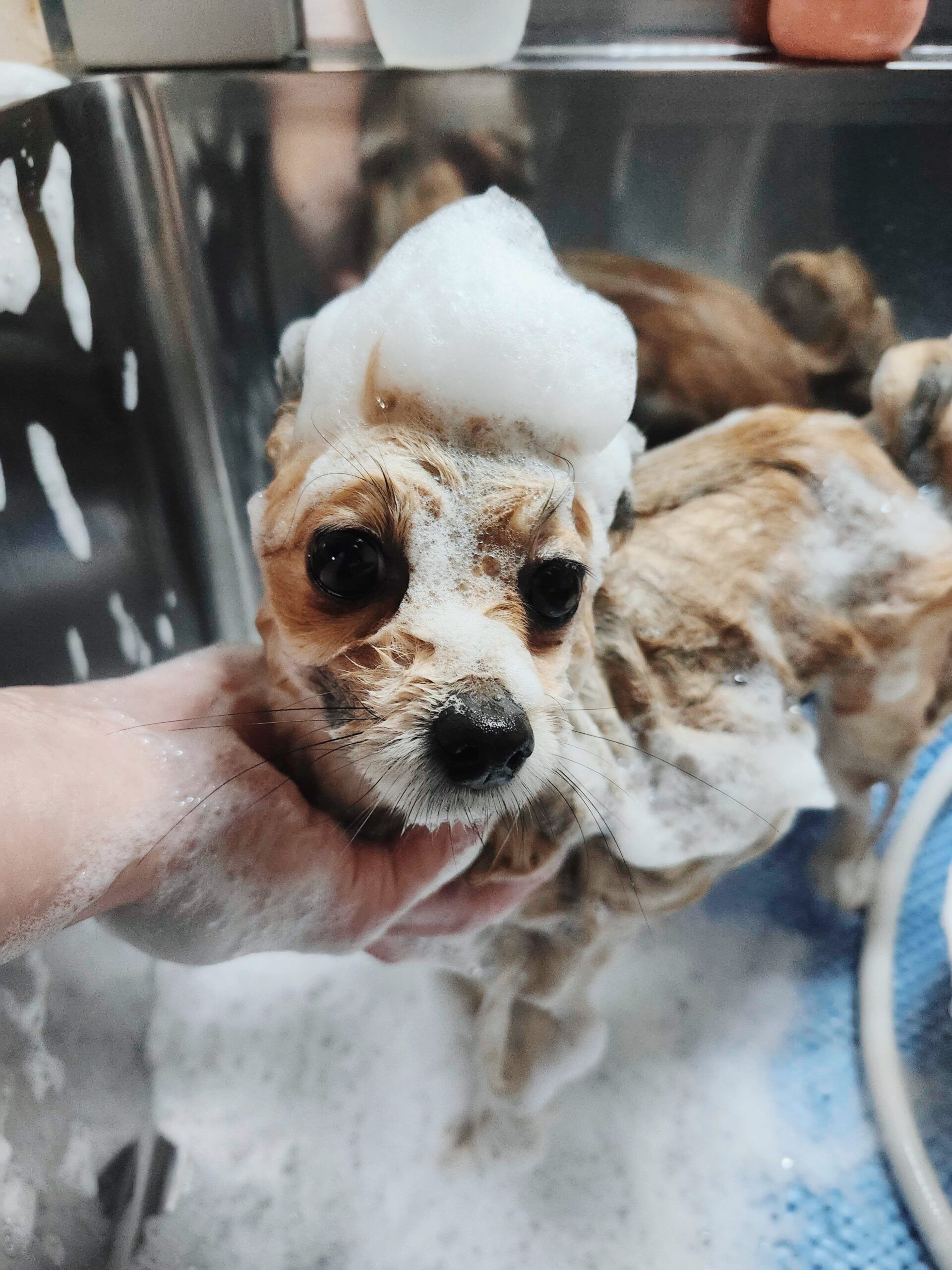 コルティナの画像1