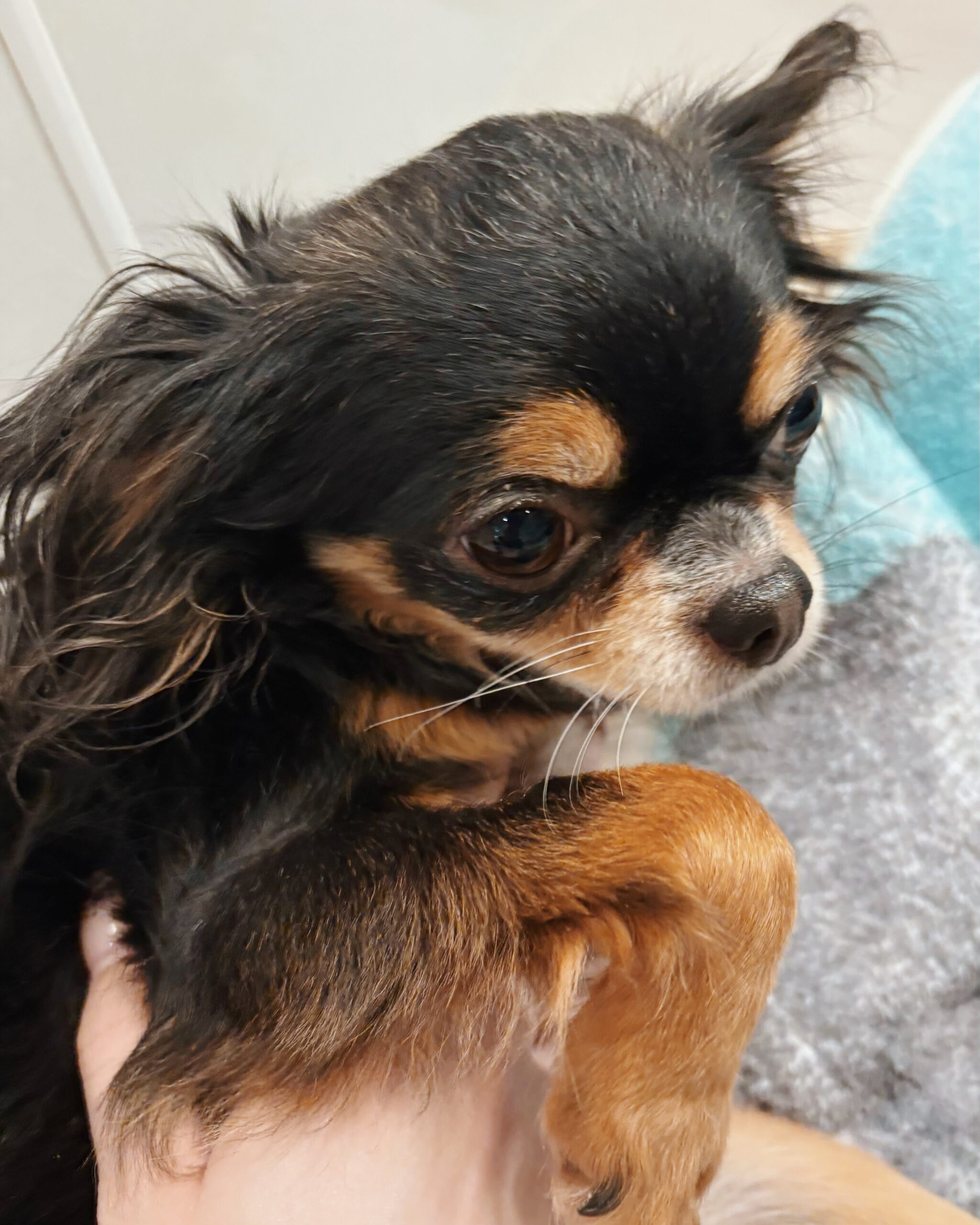 グラッパの画像3