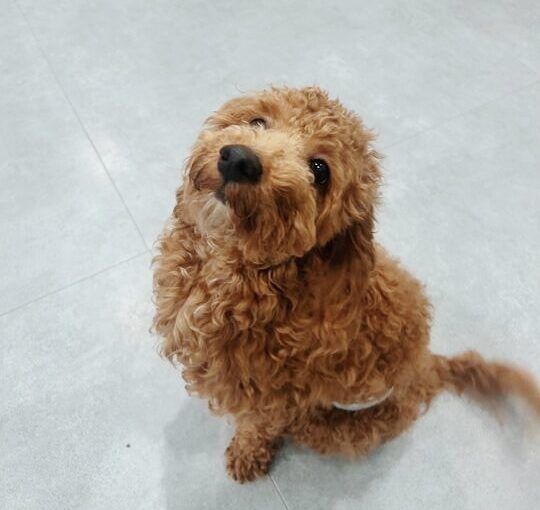 アルコバレーノの画像3