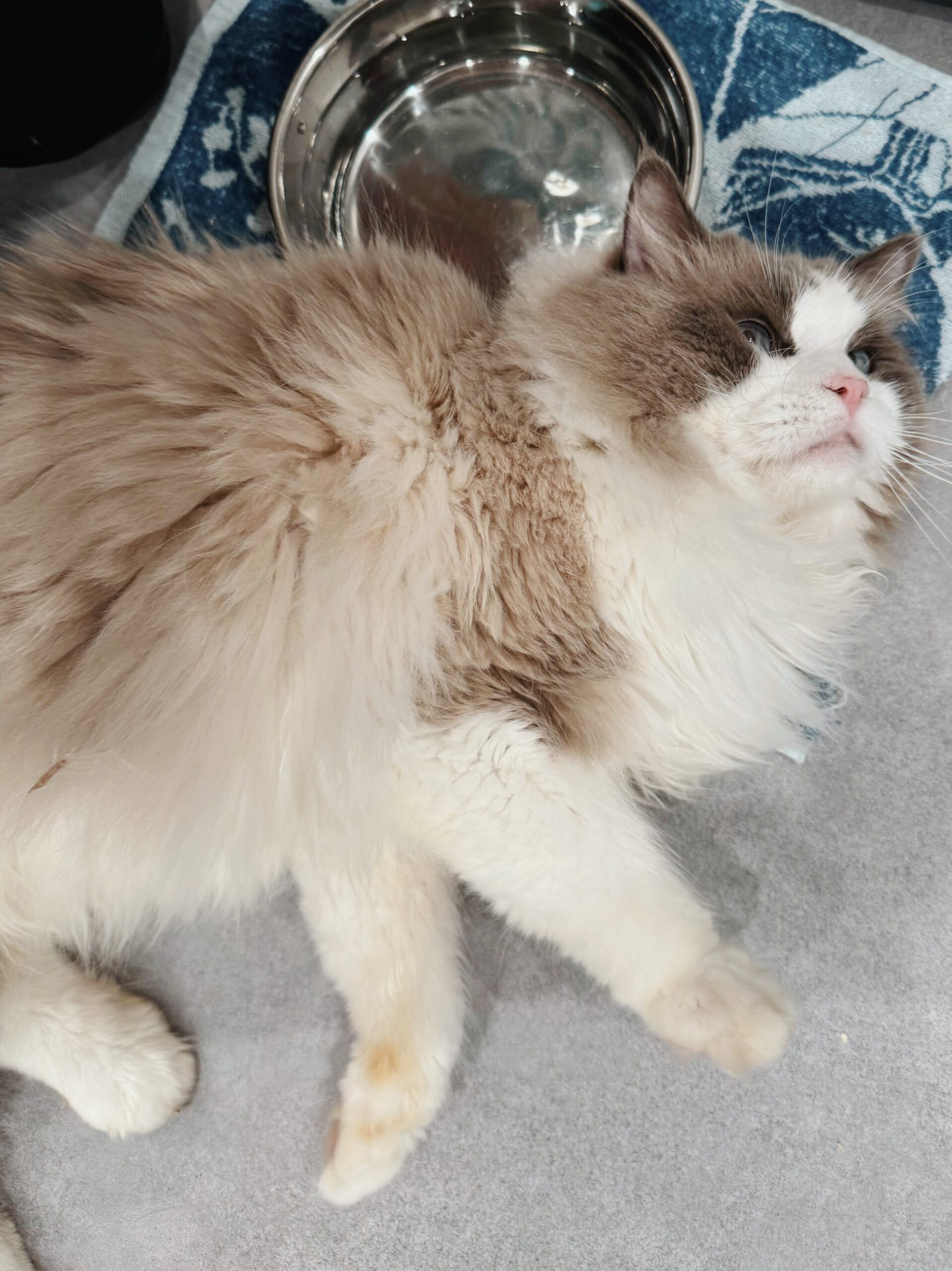 オリンピックの画像3