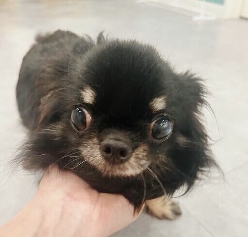 ききょうの画像2