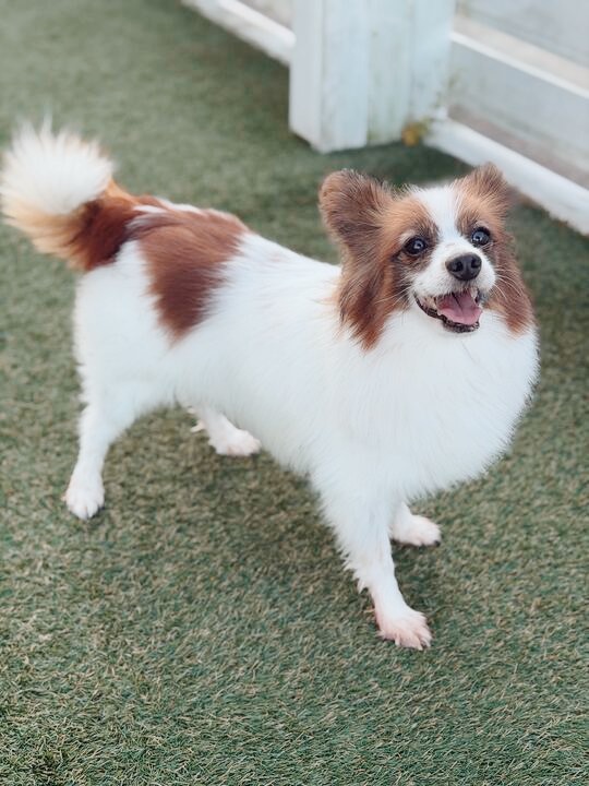 かんぺいの画像3